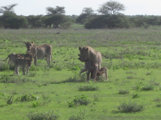 Etosha 390.jpg